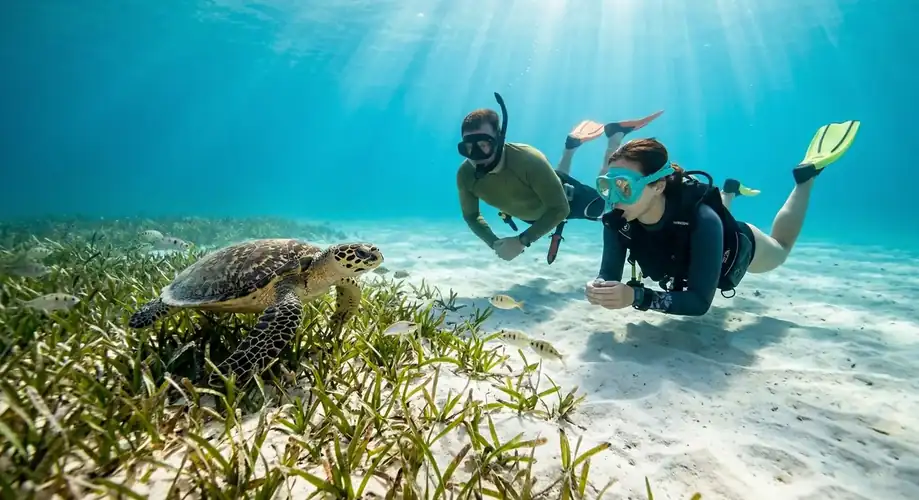 Snorkeling with sea turtles in the Semporna islands Sand Bay Resort
