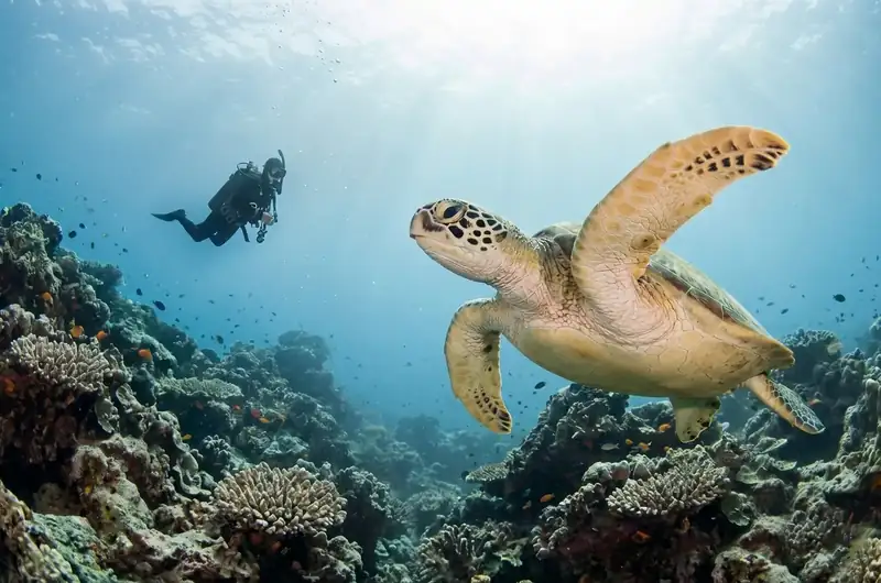 Scuba diving session at the famous Sipadan Marine Park Sand Bay Resort